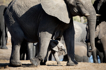 A young elephant calf plays in the herd.