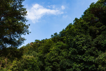 Fototapeta na wymiar Green tree on mountain Under the blue sky.