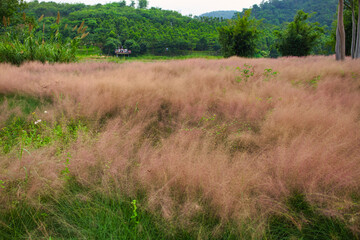 Pink hairawn muhly grass, Muhlenbergia Capillaris , Beautiful Pink hairawn muhly landscape.