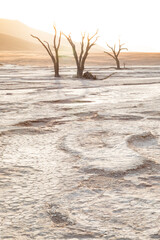 High key image of dead Camel Thorn trees taken in Deadvlei, Namibia