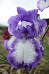 Bearded Iris flower,White with Light purple Fringe