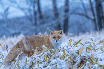 Fototapeta premium Winter red fox in Hokkaido