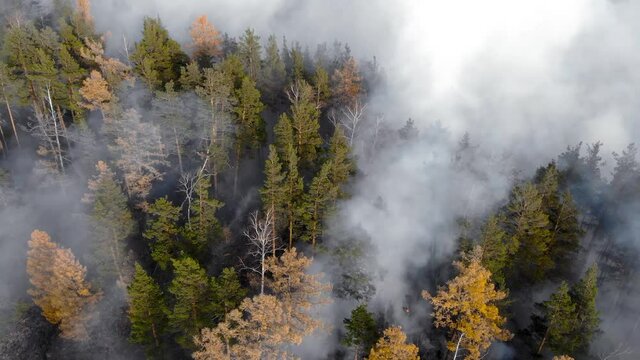 Forest fire. Dry undergrowth with burning gray smoke in the air, natural disaster.