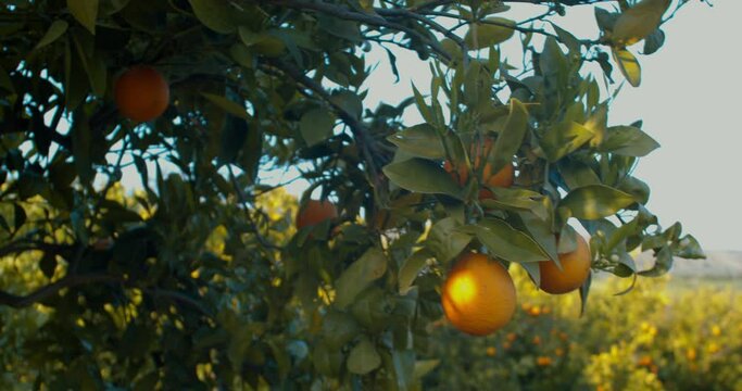 Oranges in the Sicilian Citrus grove. Fruits oranges hanging on branches citrus orchard. 