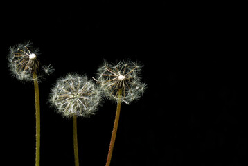 dandelion seed head, dandelion seeds on black ,Taraxacum is a large genus of flowering plants in the family Asteraceae