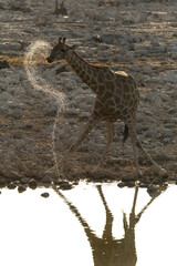 A giraffe drinking from a water hole in Etosha National Park, Namibia.