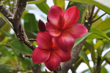 red frangipani flower