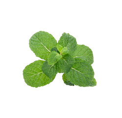 Mint leaves isolated on white background.