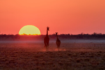 sunset with giraffes © 2630ben