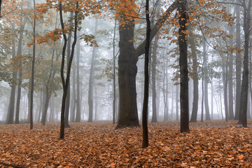 City park in the autumn, foggy morning. Gomel, Belarus.