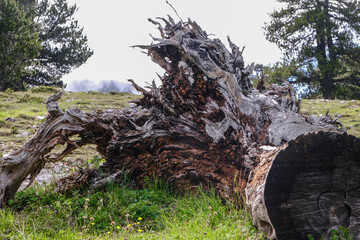 Beautiful dead fallen tree with the roots cut out on a mountain landscape - close up horizontal