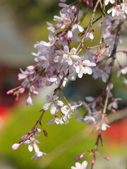 春の陽射しを浴びるしだれ桜