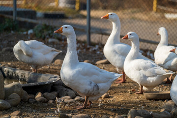 Obraz premium country goose and geese