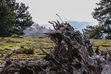 Big fallen dead tree on a mountain landscape - close up shot