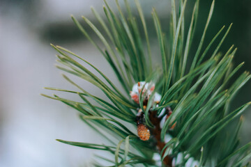 Pine branches are covered with snow. Christmas, winter, New Year, nature background. Selective focus.