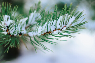 Naklejka na ściany i meble Pine branches are covered with snow. Christmas, winter, New Year, nature background. Selective focus.