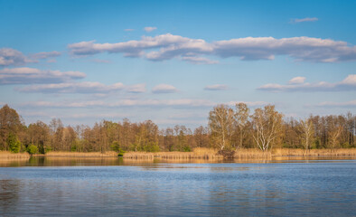 Fototapeta na wymiar a spring evening by a beautiful lake surrounded by reeds