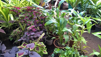 scenic view of plants for multipurpose use