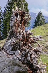 Beautiful dead fallen tree with the roots cut out on a mountain landscape - close up