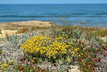 Nature and vegetation in the dunes of Portugals west coast
