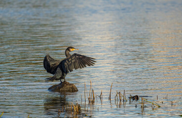 Double-crested Cormorant Dries Its Feathers.