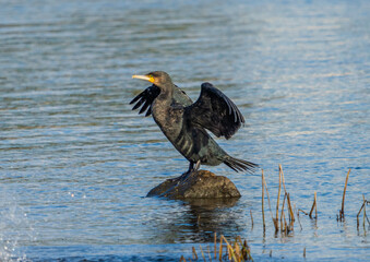 Double-crested Cormorant Dries Its Feathers.