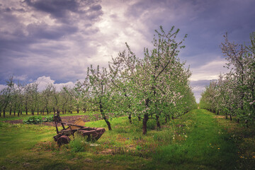 a beautiful blooming orchard just before the impending storm. agricultural machine plow waiting for work in the orchard