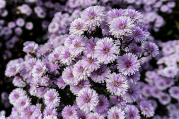 Close up white purple daisy in the flower garden, planted with fertile soil grow bloom freshness and beautiful up in the hill