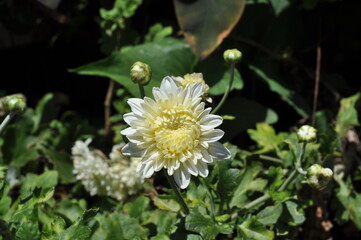 flower in the garden