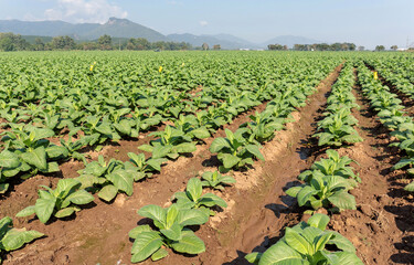 Fototapeta na wymiar Green tobacco plant growing at ferm field with clouds sky and mountain background