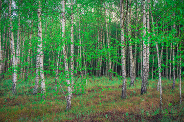 spring young birch forest in the morning