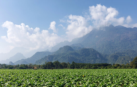 Green tobacco plant growing at ferm field with clouds sky and mountain background