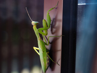 窓のサッシについているカマキリ