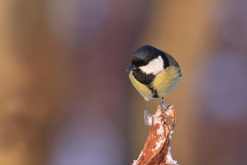 Obraz premium Great tit sitting on on the branch. Wildlife scene from nature. Song bird in nature habitat. Parus major.