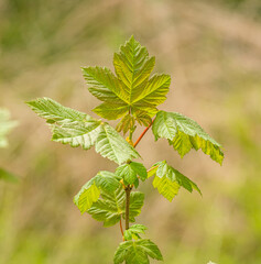 fresh spring leaves of maple tree at the end of twig