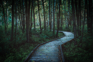 Obraz premium a path in a misty forest on a wooden footbridge and the first rays of the rising sun breaking through trees and fog