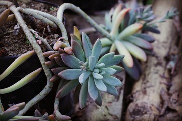 close up of a cactus
