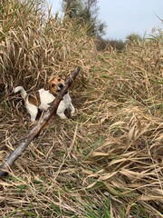 jack russell terrier playing with a stick