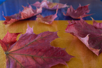 background of autumn leaves. Autumn background