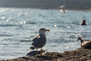 Beautiful Seagull on the beach against the sea.