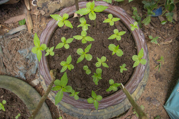 seedlings of lmpatiens balsamina in pots