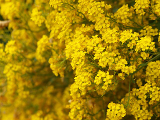 (Aurinia saxatilis) corbeille d'or, sous-arbrisseau à petites fleurs en corymbes, à corolles à...