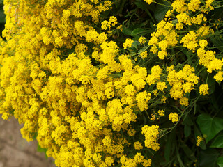 Aurinia saxatilis - Alysse Corbeille d'or en grappes de petites fleurs aux pétales cordiformes...