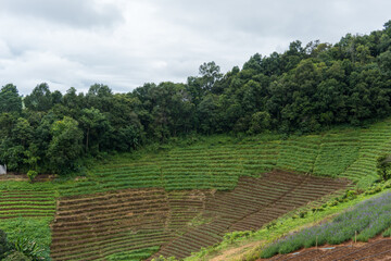 Landscape of the forest trees in the mountain, some space dirt soil prepare for the cultivation season, with the white blue clouds winter sky in the background