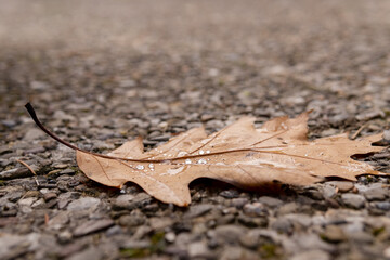 Tropfen auf braunem Blatt