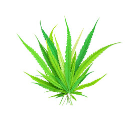 Green marijuana lef plant nature isolated on white background , clipping path