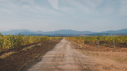 vineyard in autumn
