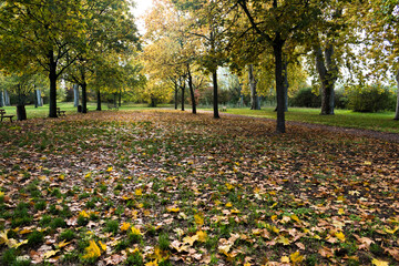  automne un parc avec pleines des arbres et feuilles jaunes