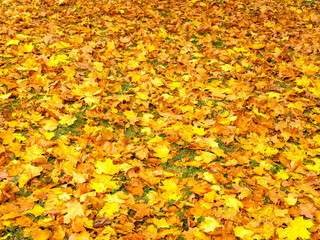 carpet of yellow autumn leaves on the grass