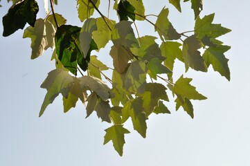 Leaf in backlight in Brittany
